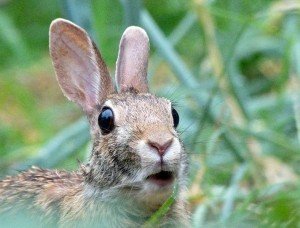 Startled Bunny